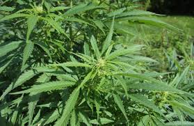 Cannabis terapeutica, per agenzia Ue poche evidenze efficacia