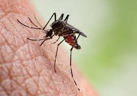 Malaria, 20mln di casi in meno nel 2017 rispetto al 2010