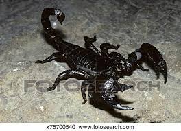 Tumori: in studio proteina scorpione contro glioblastoma