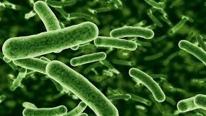 Scoperti oltre 100 nuovi microrganismi nel nostro intestino