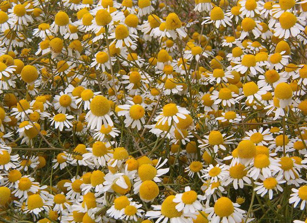 PRIMAVERA LA STAGIONE PIU' MAGICA